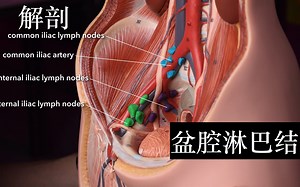 【解剖】盆腔淋巴结 Pelvic lymph nodes