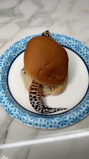 inflation has us eating gecko sammies & using paper plates 😅 . make sure you start your Saturday with a hearty breakfast 🥲 . . #breakfast #geckosandwhich #inflation #hardlife #geckosmile #hungry #eat #yummy #sandwhich #burger #noanimalsharmed #leopardgeckos #geckobreeder #geckomorphs #geckoleopard #pink #geckolove #herpetology #lizards #geckos #geckooftheday #leopardgeckobaby #leopardgeckosmile #reptile #geckoofinstagram #herp #bubbasgeckos | Bubba’s Living Emporium