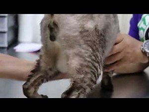 A 6-year-old male cat is constipated 2 months and leaks urine for one month