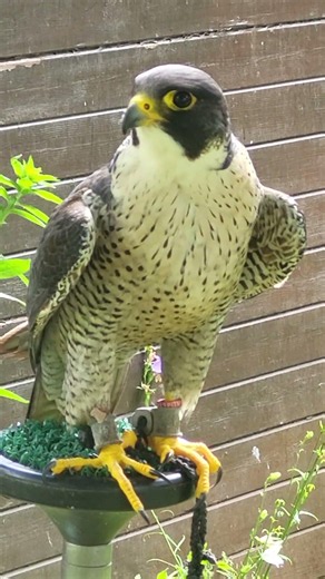 PEREGRINE TIERCEL