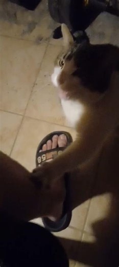 I'm Not A Scratching Post Cat #pets #cat #ytshorts