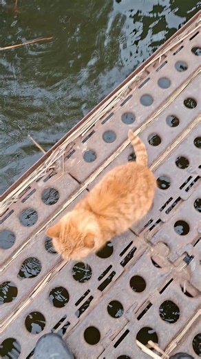 Коты в шоке: Рыбалка с новым малявочником