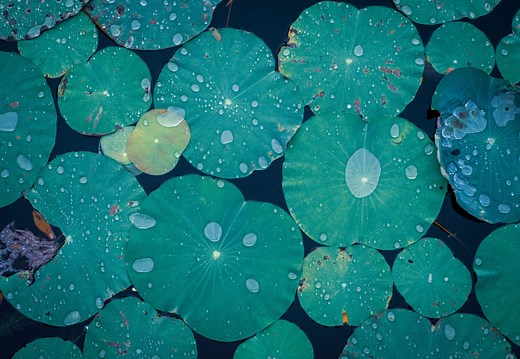 Paint Inspired by Lotus Leaves Creates Self-Cleaning and Antifouling Surfaces — Innovation — AskNature
