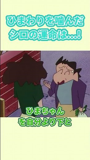 ひまわりを噛んだシロの運命は...！『シロがひまわりを噛んだゾ』#クレヨンしんちゃん #野原しんのすけ #野原みさえ #野原ひろし #野原ひまわり #爆笑
