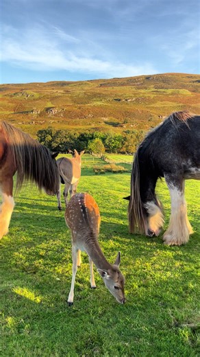 Mooching #clydesdale #deer #donkey #animalsoftiktok #scotland