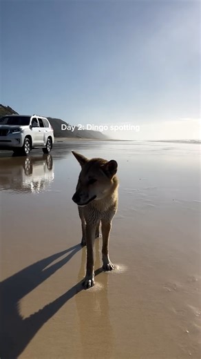 📍Save this 3-Day Fraser Island itinerary! Discover the magic of K’gari, the world’s largest sand island filled with adventure, crystal lakes & coastal beauty. 🚙 Day 1: 75 Mile Beach, Maheno Shipwreck, Lake Wabby & Eli Creek ✈️Day 2: Scenic flight, Dingo spotting, Lake Mackenzie & campfire stories 🌊Day 3: Champagne Pools, Pile Valley & Rainbow Beach Ready to experience it all? Our travel experts can help you plan your ultimate Fraser Island escape. 📲 DM us to start your adventure! #FraserIsla