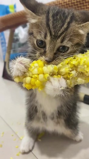 Why do cats like to eat corn?🌽 #catsoftiktok #cat #cute #funnycats #funnyvideos