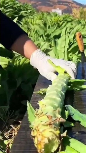 This is a plant that has been neatly peeled using a small, sharp tool.