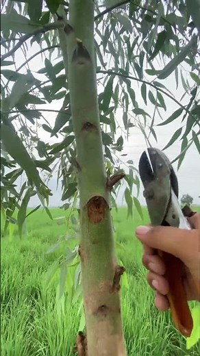 Trimming Eucalyptus Tree Branches with a cutter – Satisfying Tree Work!! #Eucalyptus #TreeCutting