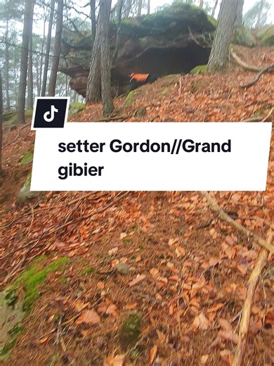 chasse grand gibier,#chien #chasse #traque #nature #fyp