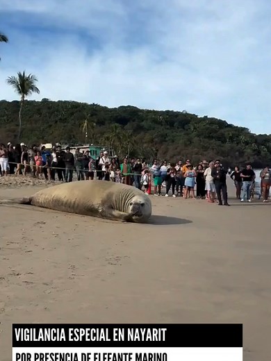 Elefante marino sorprende en playa Los Ayala, Nayarit