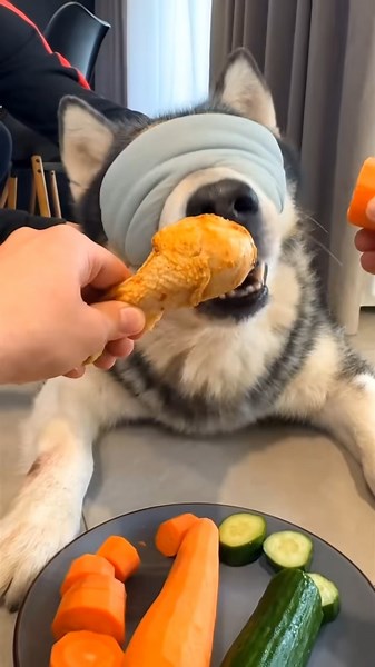 Funniest & Cutest Dogs Ever 😂🐶 | Try Not To Smile Challenge#dogshorts