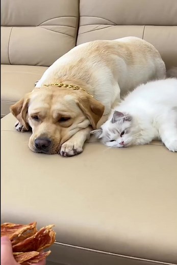 479K views · 7.1K reactions | Gouzi Will you be separated | KiKi SMD | Facebook