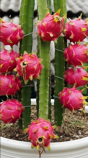 🌱 Dragon Fruit Propagation from Cuttings