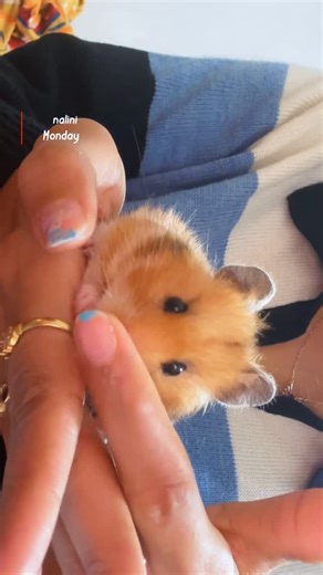 Mira🐾 on Instagram: "Loves to pose🐹♥️🧿✨ #hamsterlife #hamstersofinstagram #hamsterlove #cuteanimals #hamster"