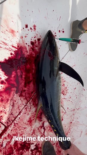 155K views · 228 reactions | Human dispatch of a yellow fin tuna with one of my gc Ikejime spikes! This is so the fish doesn’t experience suffocation and release stress hormones and adrenaline into the meat. A little cringy but this is where sushi comes from! | GC Knives | Facebook