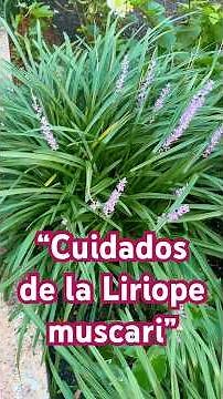 “Complete Care Guide for Liriope muscari: Everything You Need to Know!”
