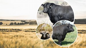 List: Australia’s best Angus sires