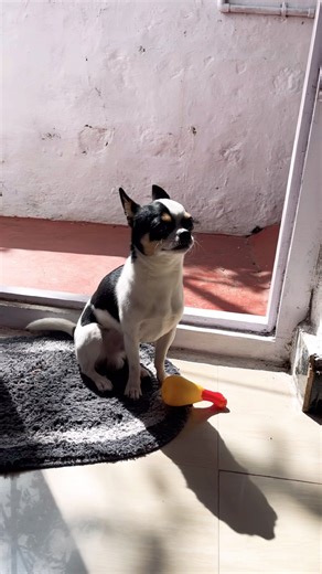 Give a like for this pretty doggie .. #chihuahua #breed #dog #cute