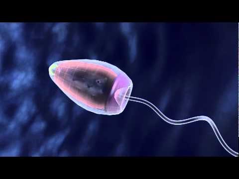 Sea Urchin Fertilization