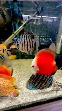 DISCUS UPDATE #paulstingray #exoticaquariumfish #fishroom