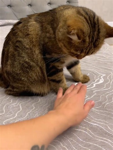 Cuddle Access Denied: Understanding Cat Behavior