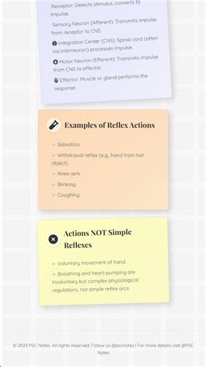 Reflex Actions: Components and Types