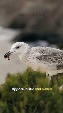 Seagulls: Masters of Survival and Coastal Elegance