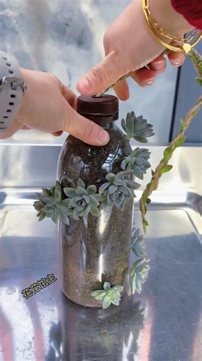 Tips to recycle small water bottle turned into flowers pots fantastic #shorts #plants #flowers #diy