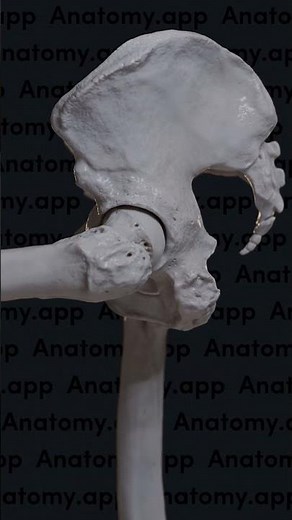 Biomechanics of the hip joint: flexion and extension with a straight leg
