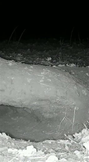 Night Vision Fox vs Rabbit — Heart‑Stopping Wild Predation #Shorts 🌲👀🦊