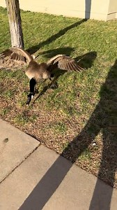 They're so aggressive for nothing 😂 | Furry Tails