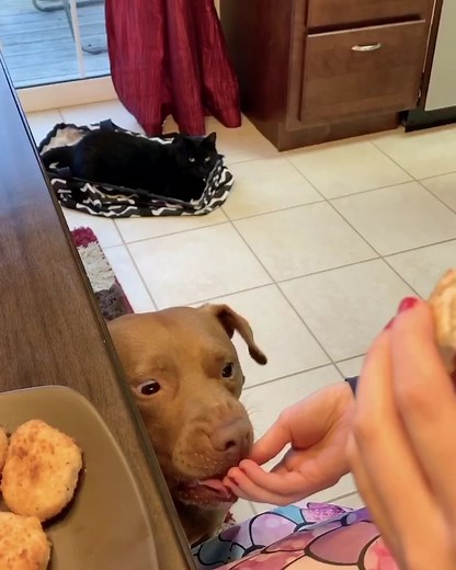 Nuggets are nuggets #tatumtalks #dog #dogsoftiktok #talkinganimals #foryou