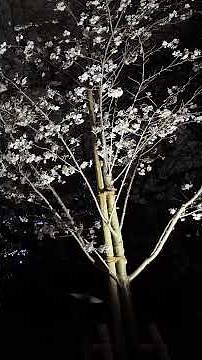 チームラボ ボタニカルガーデン 大阪「桜の結晶と桜の幽体」 #チームラボ大阪 #桜 #長居植物園