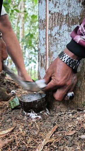 Fresh sap harvesting from the tree 🌍 #HiddenProcess #TreeSecrets #ForestMystery #rubbertree