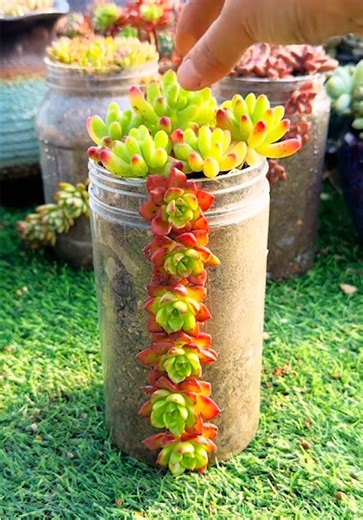Creative DIY Succulent Ideas for Your Home