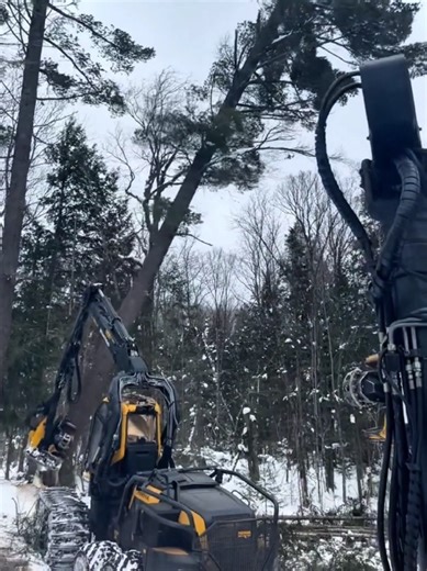 Tree Cutter Excavator In Action: A Day in the Life