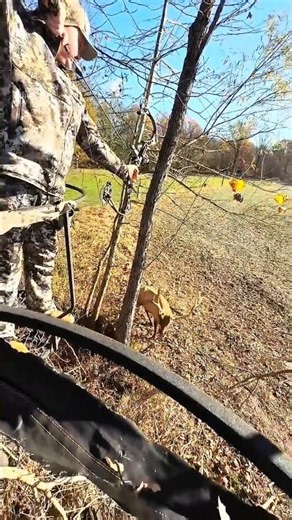 Bull elk hunting with bow #huntinglife #hunting #bowhunting #wildlife #huntingseason #deer #moose