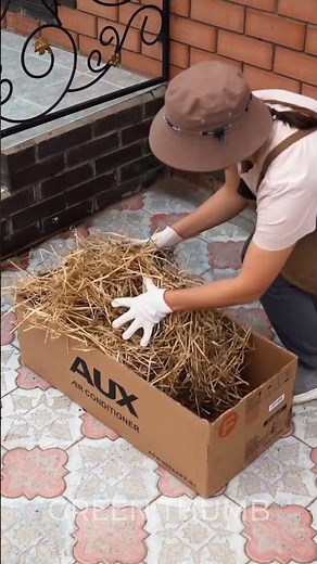 Advanced Potato Growing: Why Hay Matters! 🥔🍠