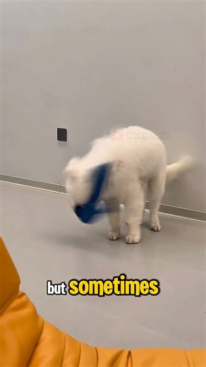 Why Do Dogs Shake Their Whole Body? 🐶