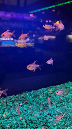 Diamond Tetras! #fish #fishtank #aquarium #tropicalfish #aquatic #scicomm #nature #fishing #wildlife #freshwater #tetra #tetras #tetrafish #diamond #fishofinstagram | Epic Fish Network