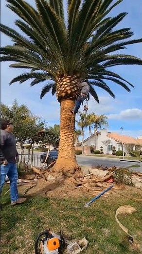 how to trim a date palm to pineapple #diy #satisfying #arborist #gardening #fyp