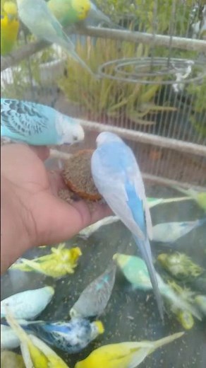 Was dein Wellensittich wirklich liebt im Alltag 🏡 #Tierliebe