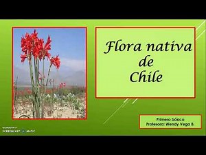 Flora nativa de Chile. 1°básico.Ciencias Naturales. 07/09/2020