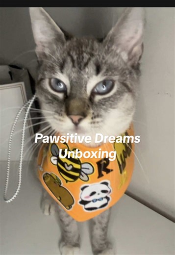 Unboxing Adorable Cat Products from Pawsitive Dreams