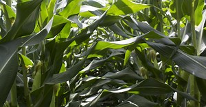 Study: Intensive Agriculture Drives Midwest Climate Changes