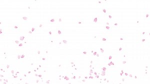 Soaring cherry blossom petals loop animation (white background) | Premium Stock Video Footage