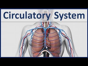 Human Organ Systems Part 4 - 3D Animation - Human Circulatory system - Cardiovascular System