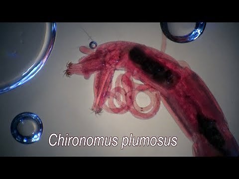 CHIRONOMUS PLUMOSUS larvae