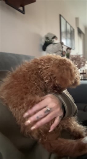 Tell your dog my dog said snifff snifff #toypoodle #poodlesoftiktok #poodle #poodlepuppy #puppylife #puppycheck #animalsoftiktok #petstory #petslife #petreels #toocute #dogmom #viral #poedel #toypoedel #toypoedelpuppy #dogmomlife #puppylove #puppyoftiktok #puppyoftheday #toypoodlepuppy #toypoodleoftiktok #petfluencer